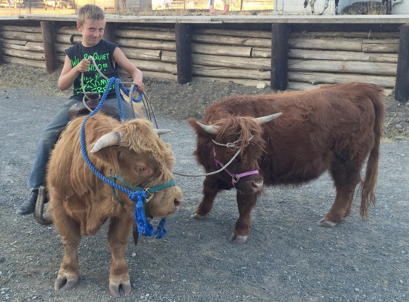 What Is It Like To Be Around Mini Highland Cattle Miniature Highland Cattle